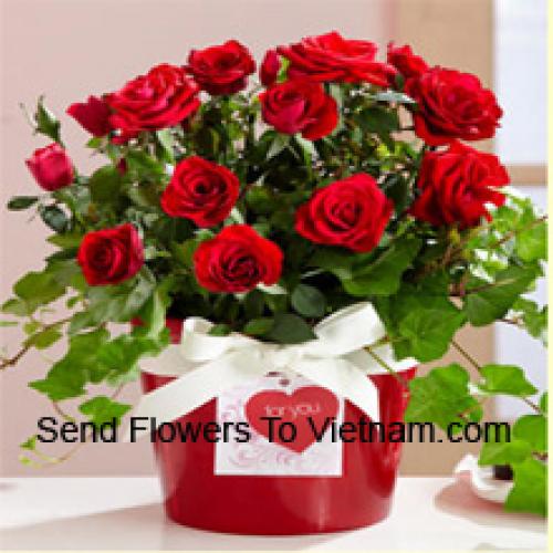 Cute Arrangement of 18 Red Roses