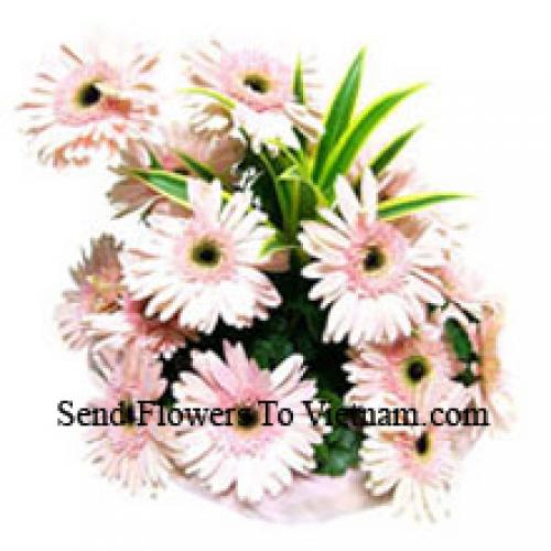 15 Roze Gerbera's Mand