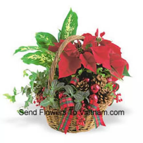 Esta duradera maceta de vacaciones presenta una variedad de resistentes plantas verdes de interior combinadas con un festivo mini poinsettia y adornadas con piñas y detalles. (Tenga en cuenta que nos reservamos el derecho de sustituir cualquier producto por un producto adecuado de igual valor en caso de no disponibilidad de cierto producto)